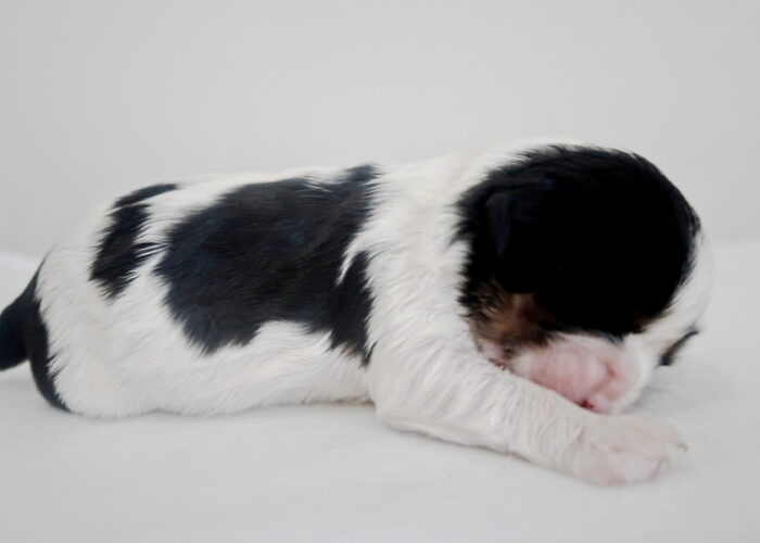 Dalmatian