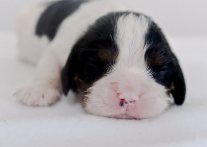 Dalmatian