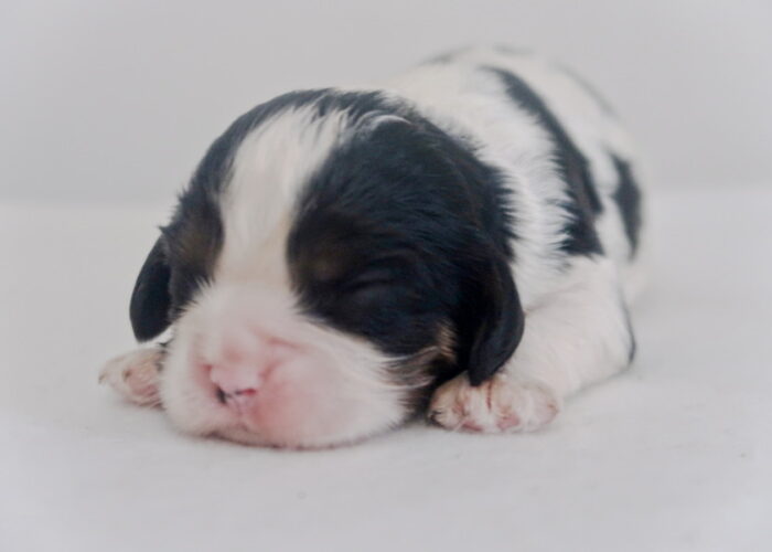 Dalmatian