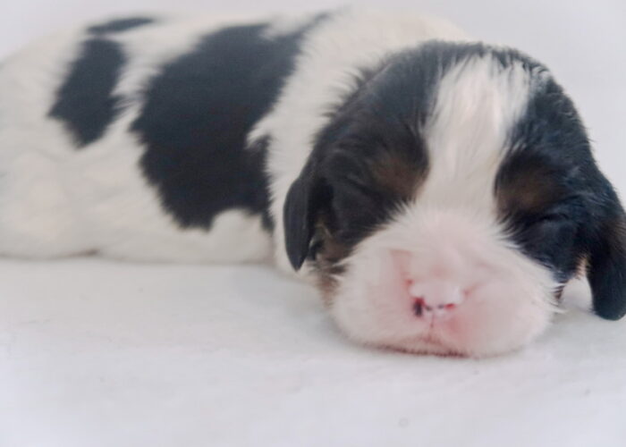 Dalmatian