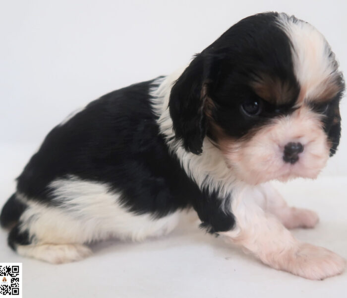 CHIOT 2