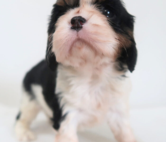 CHIOT 2