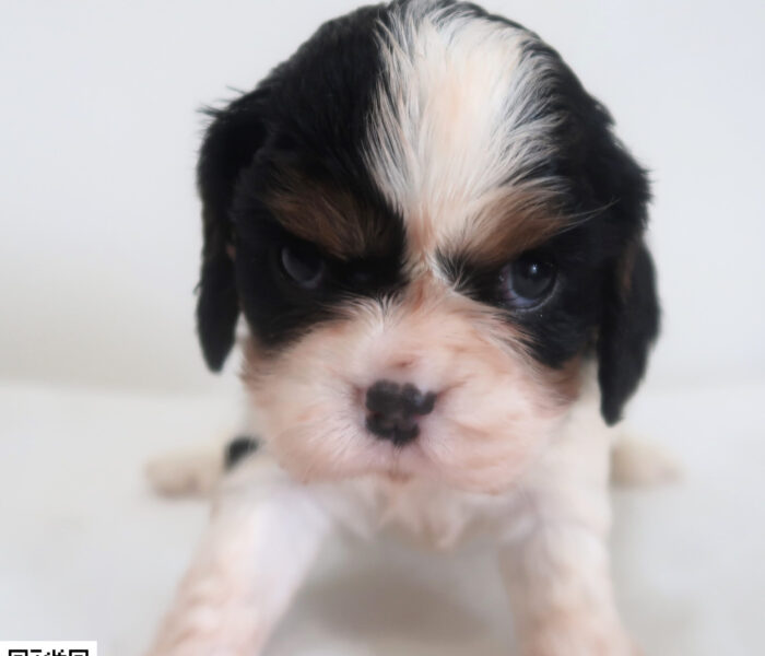 CHIOT 2