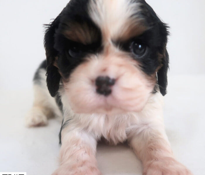 CHIOT 2