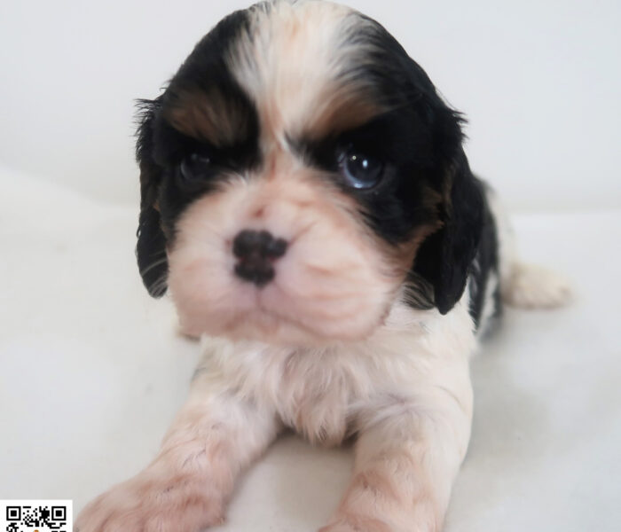 CHIOT 2