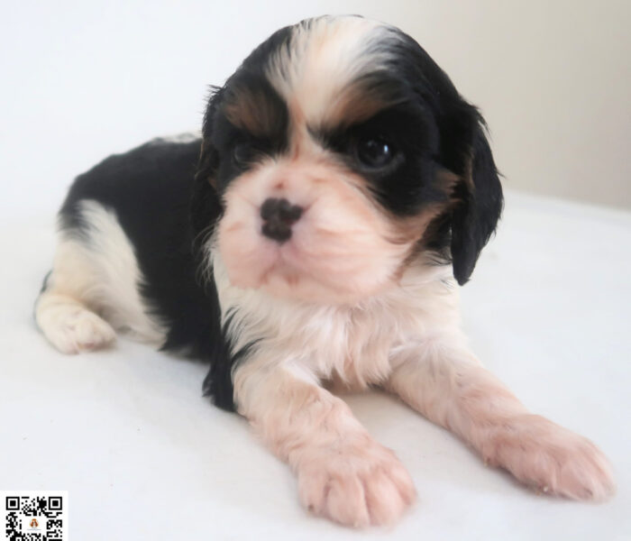 CHIOT 2